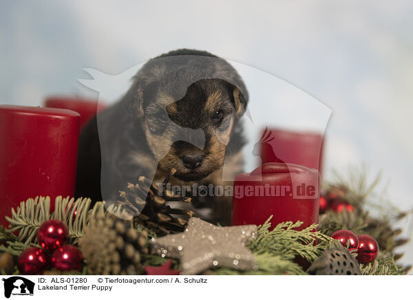 Lakeland Terrier Puppy / ALS-01280