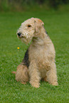 Lakeland Terrier on meadow