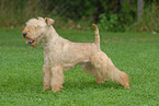 Lakeland Terrier on meadow