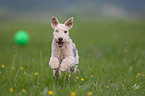 playing Lakeland Terrier