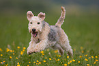 running Lakeland Terrier