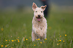 running Lakeland Terrier