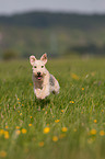 running Lakeland Terrier