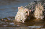 Lakeland Terrier Portrait