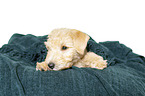 Lakeland Terrier puppy in the studio