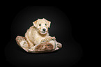 Lakeland Terrier puppy in the studio