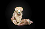 Lakeland Terrier puppy in the studio