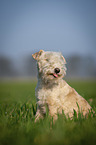 Lakeland Terrier in the meadow