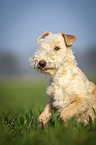 Lakeland Terrier in the meadow