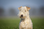 Lakeland Terrier in the meadow