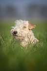 Lakeland Terrier in the meadow