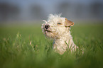 Lakeland Terrier in the meadow