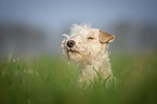 Lakeland Terrier in the meadow