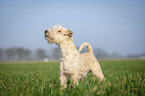 Lakeland Terrier in the meadow