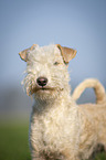 Lakeland Terrier in the meadow