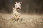 Lakeland Terrier in the meadow