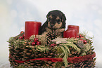 Lakeland Terrier Puppy