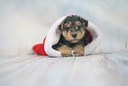 Lakeland Terrier Puppy