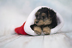 Lakeland Terrier Puppy