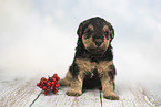 Lakeland Terrier Puppy