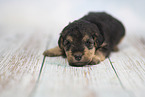 Lakeland Terrier Puppy