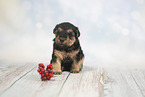 Lakeland Terrier Puppy