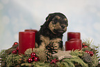 Lakeland Terrier Puppy