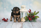 Lakeland Terrier Puppy