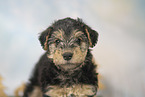 Lakeland Terrier Puppy