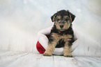 Lakeland Terrier Puppy