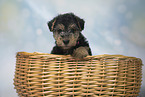 Lakeland Terrier Puppy