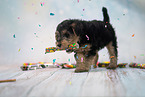 Lakeland Terrier Puppy