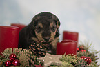 Lakeland Terrier Puppy