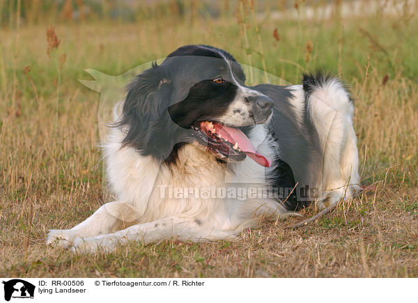 liegender / lying Landseer / RR-00506