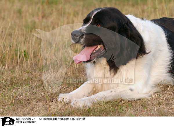 liegender / lying Landseer / RR-00507