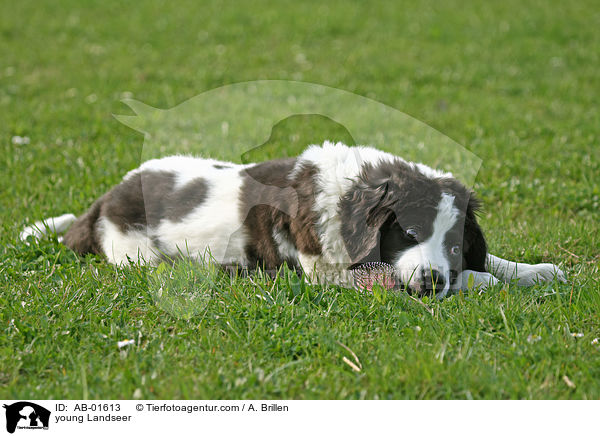 junger Landseer / young Landseer / AB-01613