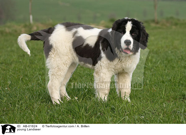 young Landseer / AB-01624