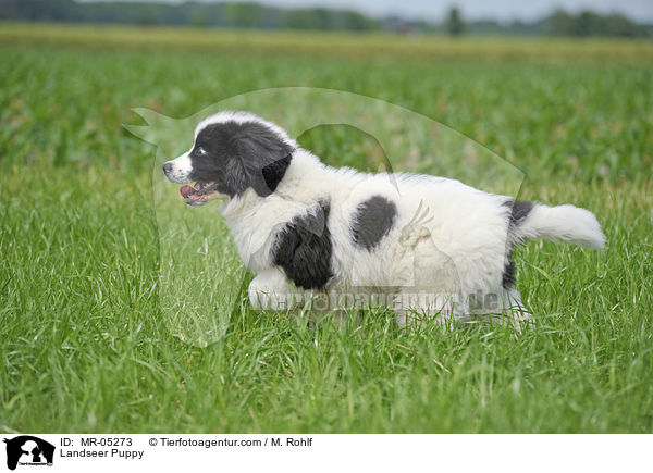 Landseer Welpe / Landseer Puppy / MR-05273
