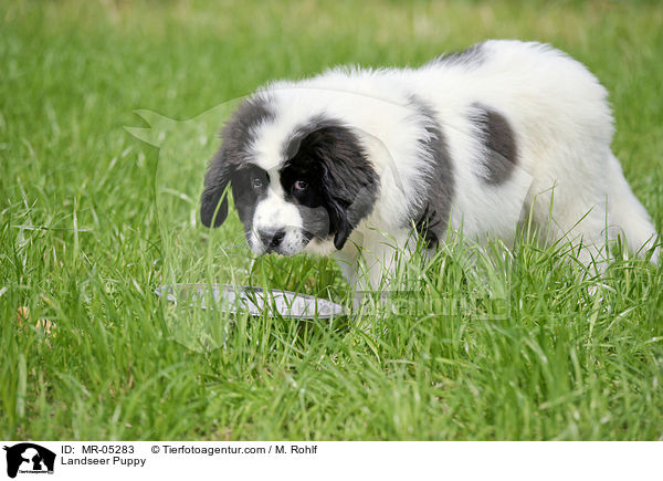 Landseer Puppy / MR-05283