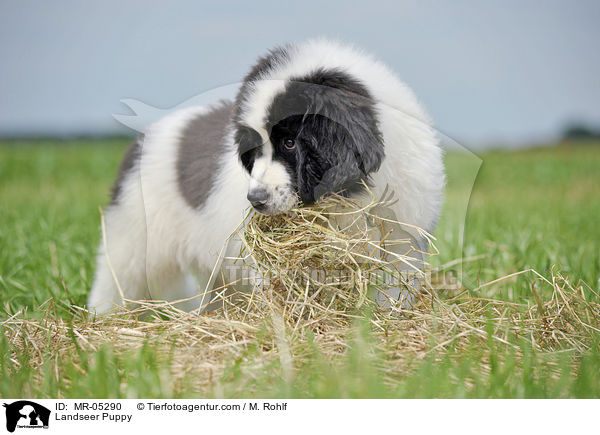 Landseer Puppy / MR-05290