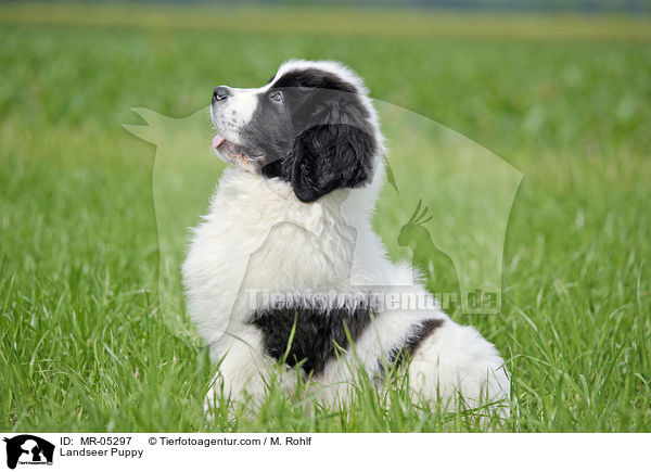 Landseer Puppy / MR-05297
