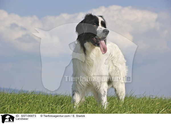 Landseer / SST-06873