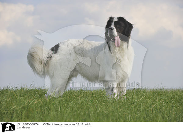 Landseer / SST-06874