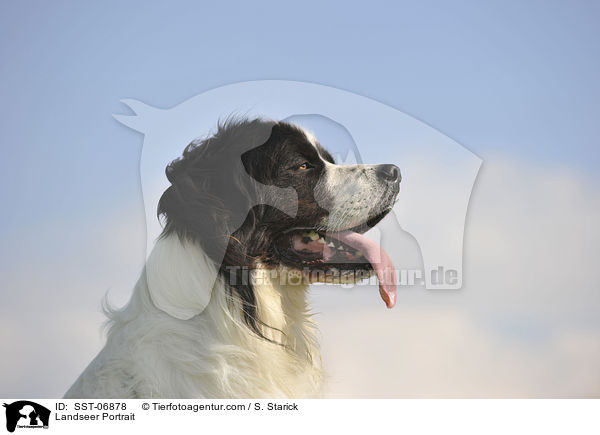 Landseer Portrait / SST-06878