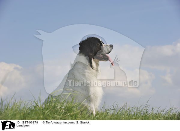Landseer / SST-06879