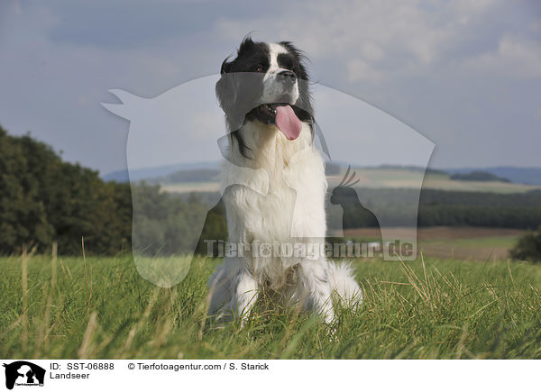 Landseer / SST-06888