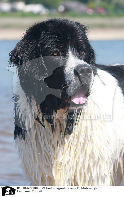 Landseer Portrait / BM-02199