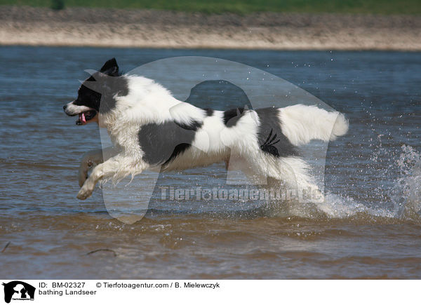 bathing Landseer / BM-02327