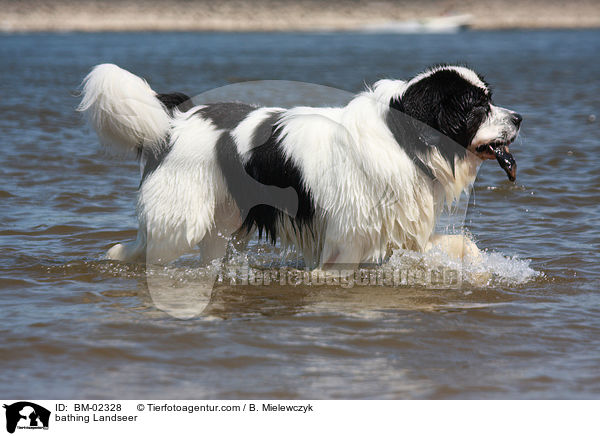 badender Landseer / bathing Landseer / BM-02328