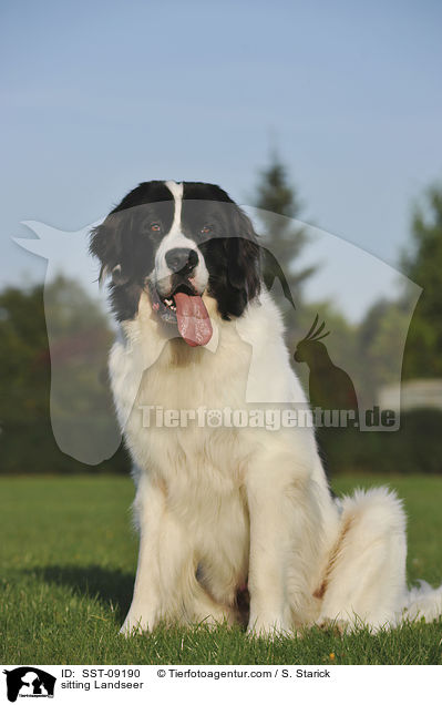 sitting Landseer / SST-09190